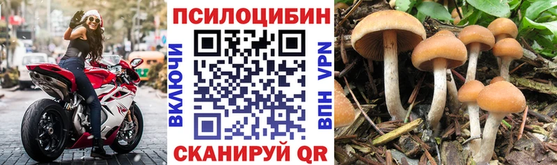 Купить  Ивантеевка  Псилоцибиновые грибы мицелий 